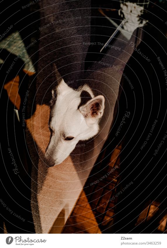 White shepherd dog taking a bath Shepherd dog Animal Pet Dog ears Sweet dear Cute Pelt Nose snort Employment Animal portrait Slice reflection wood at home