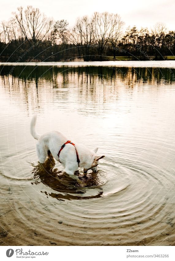 White shepherd dog taking a bath Shepherd dog Animal Pet Dog ears Sweet dear Cute Loyalty out Walk the dog Playing Affection Love Pelt Nose snort Water Lake