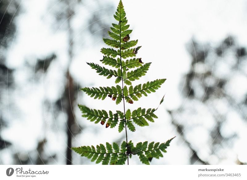 Plant against light Green Foliage plant Nature outdoor bokeh Back-light Shadow outline Silhouette Fern Fern leaf