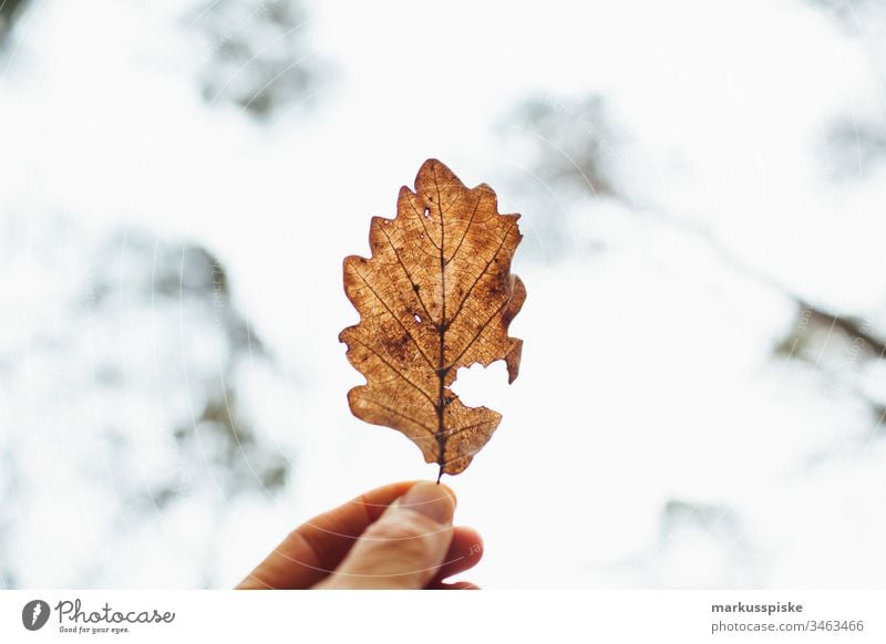 Oak leaf against light Green Foliage plant Nature outdoor bokeh Back-light Shadow outline Silhouette Oak tree Oak forest oaks