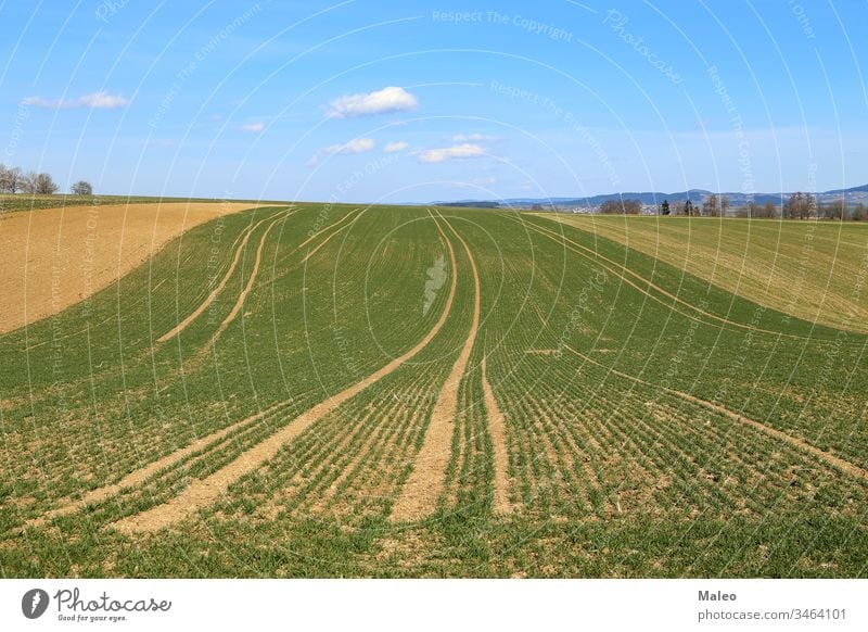 Spring landscape with fields with green plant shoots agriculture spring rural farmland nature environment summer grass meadow crop sky line wheat row color