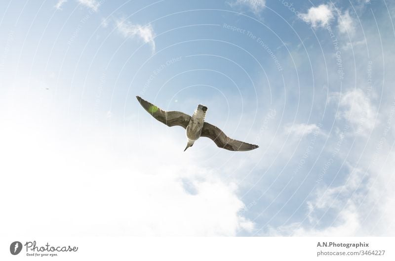 Bird flying from below Photographed in bright sunshine Bird's-eye view birdwatching seagull seagulls seagull pick wildlife Animal Love of animals Grand piano