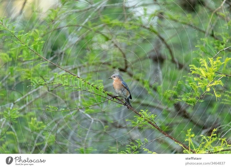 Eastern bluebird Sialia sialis on a tree Bird songbird eastern bluebird Naples Florida nature animal wildbird perch wild bird blue feathers alert birdhouse