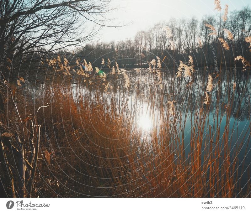 ray of hope Reeds Body of water Bushes Sun Sunlight Back-light Reflection Illuminate rays trees twigs Wood bank Surface of water Calm Cloudless sky Nature Idyll