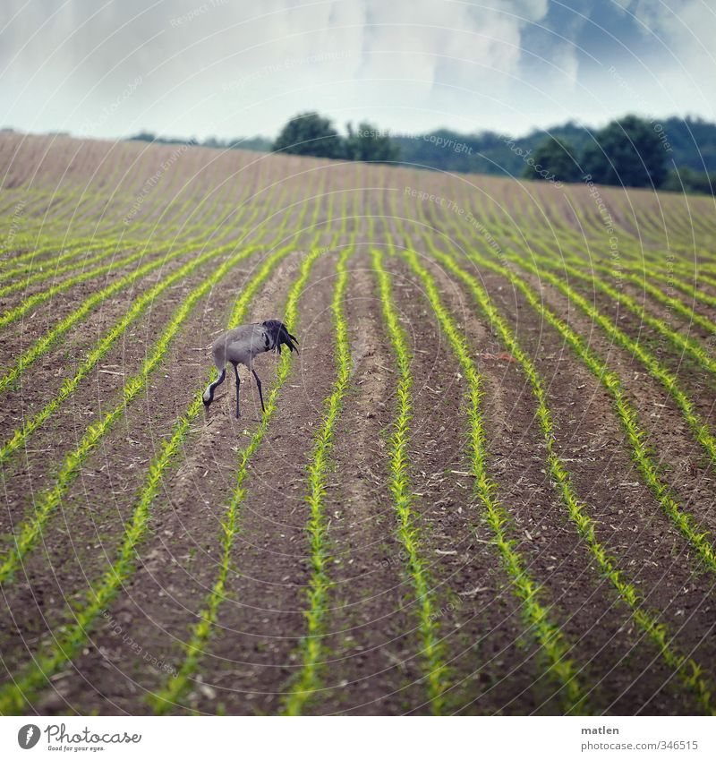 avec plaisir Landscape Sky Clouds Weather Plant Field Forest Animal Wild animal Bird 1 To feed Blue Brown Crane Maize field Bushes Colour photo Exterior shot