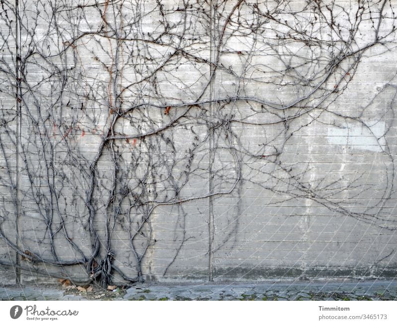 The plant will win! wax Plant creeper trunk Twigs and branches Autumn Winter Concrete Concrete wall Tall Large interstices Gray Bleak Deserted Exterior shot