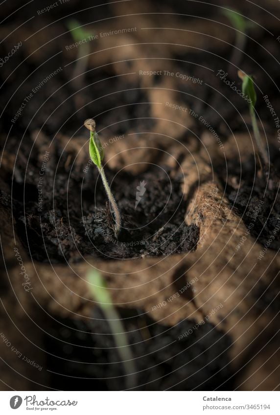 Tomatoes Seedlings New Small civilized Life youthful Leaf Organic naturally Green Sámen Field Ground Fresh Sprout Earth Vegetable Spring seedling Growth Nature