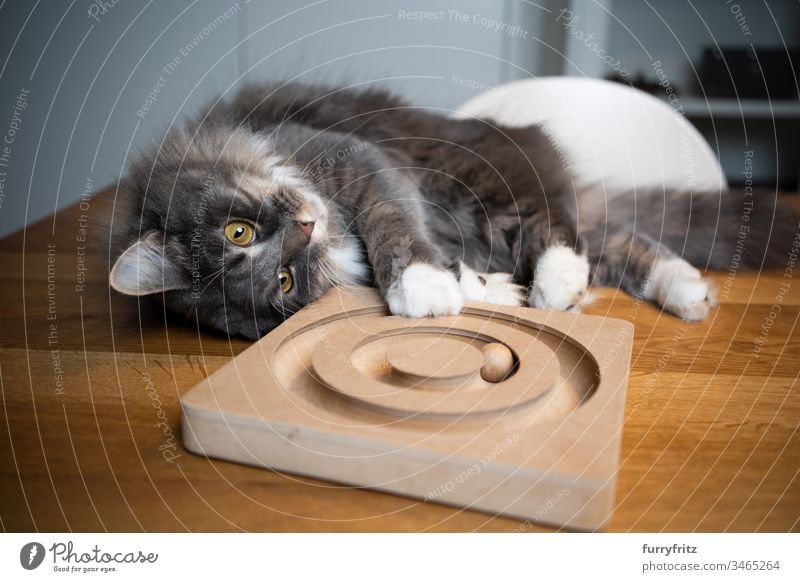 Playful Maine Coon cat lies on a table and plays with wooden toys Cat indoors One animal purebred cat pets feline Pelt Fluffy Longhaired cat White blue blotched