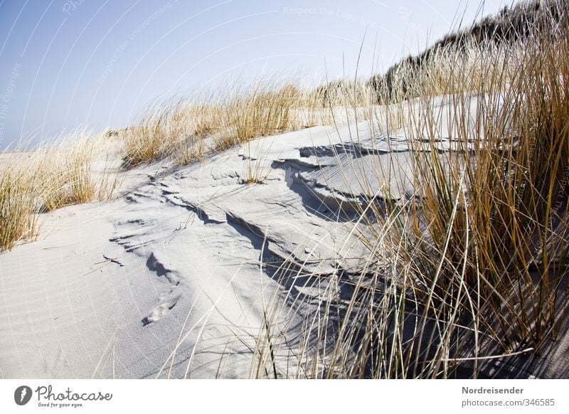 When the (beach) stings oats..... Summer Summer vacation Sun Ocean Nature Landscape Plant Cloudless sky Beautiful weather Coast Beach North Sea Sand Dry Warmth