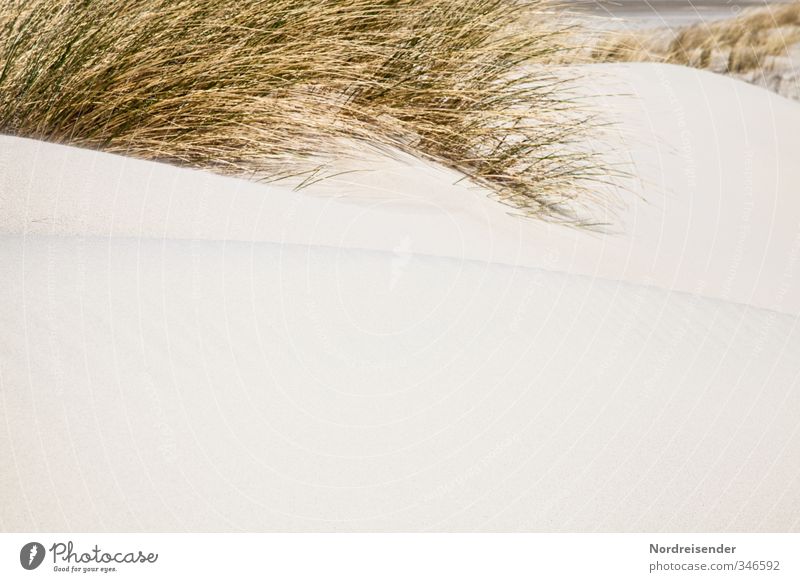 dunes Vacation & Travel Summer Summer vacation Beach Ocean Nature Plant Grass Coast North Sea Sand Retro Yellow Wanderlust Relaxation Marram grass Dune