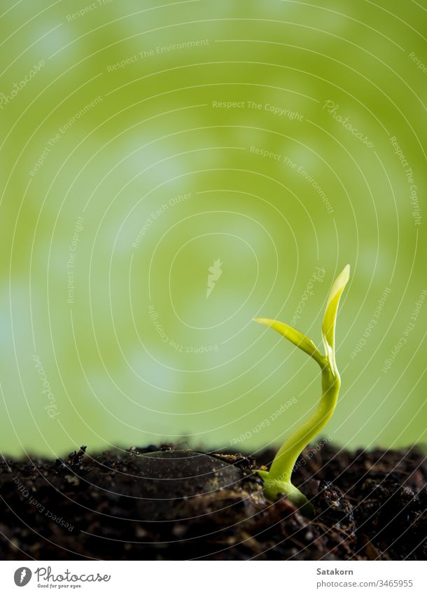 Bud leaves of young plant seeding in forest seedling growing soil fresh green nature light drop dew water background tree leaf small new spring macro beginnings