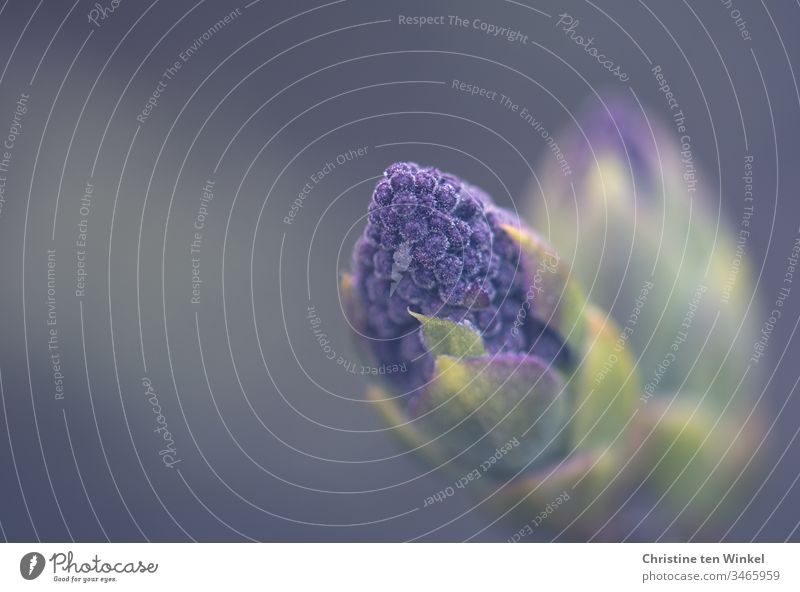 violet flower bud of a lilac flower / Syringa vulgaris lilac blossom purple Violet Nature Spring Shallow depth of field Plant Blossom Garden blurriness