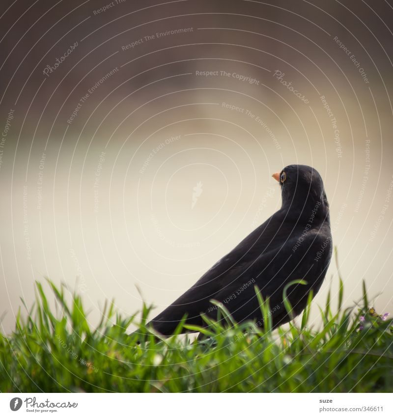 blackbird sight Environment Nature Animal Beautiful weather Grass Meadow Wild animal Bird 1 Sit Authentic Small Funny Natural Black Blackbird Song Songbirds