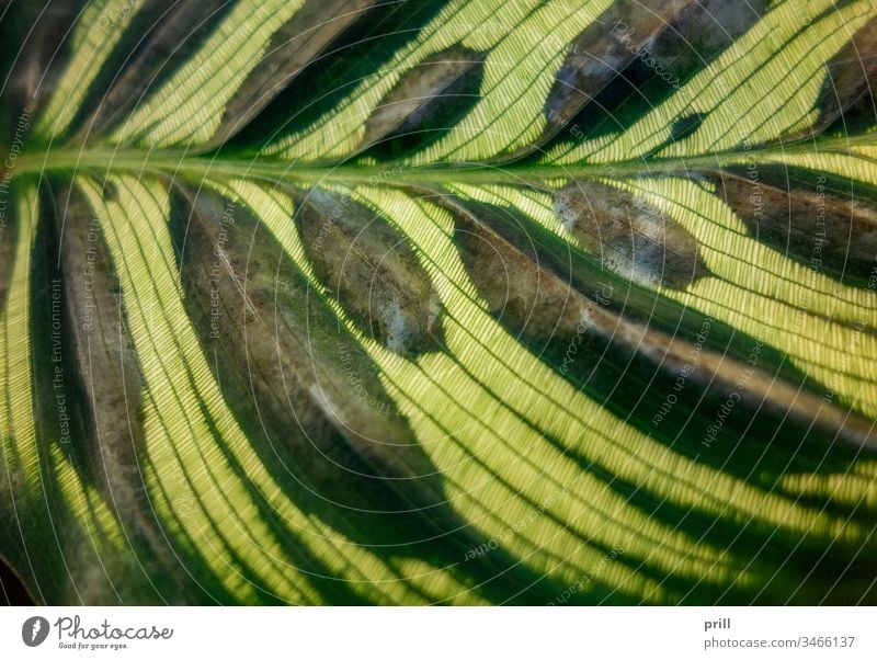 Calathea makoyana leaf closeup calathea makoyana korbmarante maranta marantaceae blatt pflanze tropisch immergrün ausschnitt nahaufnahme laub pfeilwurz