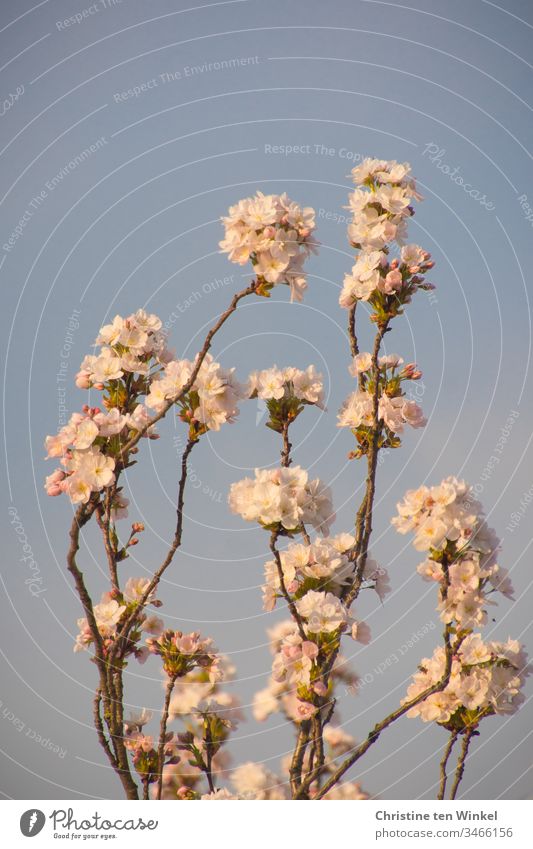 Pink flowers of the ornamental cherry/Prunus serrulata in front of a blue sky Ornamental cherry Blossom Spring Cherry blossom Tree Nature Blossoming