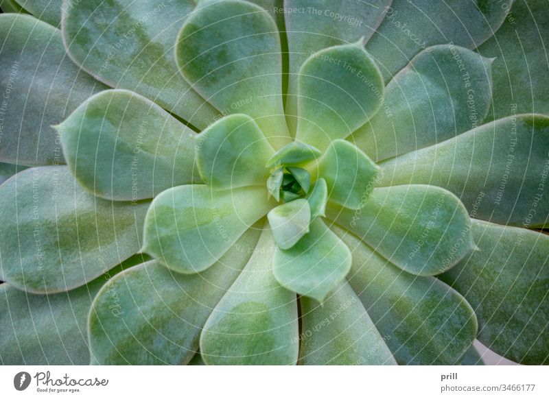 echeveria plant closeup echeverie crassulaceae sukkulent pflanze ausschnitt nahaufnahme fleischig blatt natur natürlich botanik oben verziert blume saftig