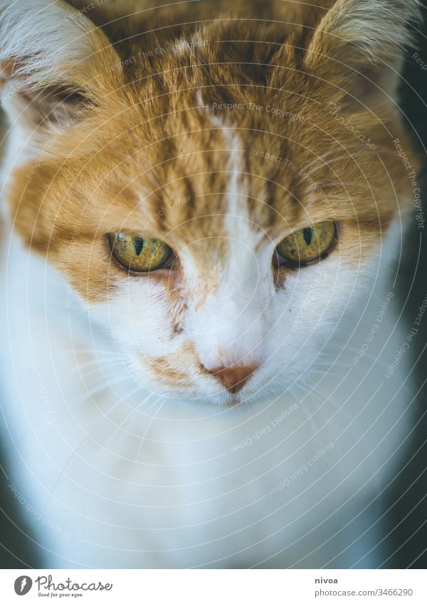 Cat Animal Head Red White Domestic cat Cat's head Pet Exterior shot Animal portrait 1 Looking Colour photo Animal face Cat eyes Pelt Curiosity Cute