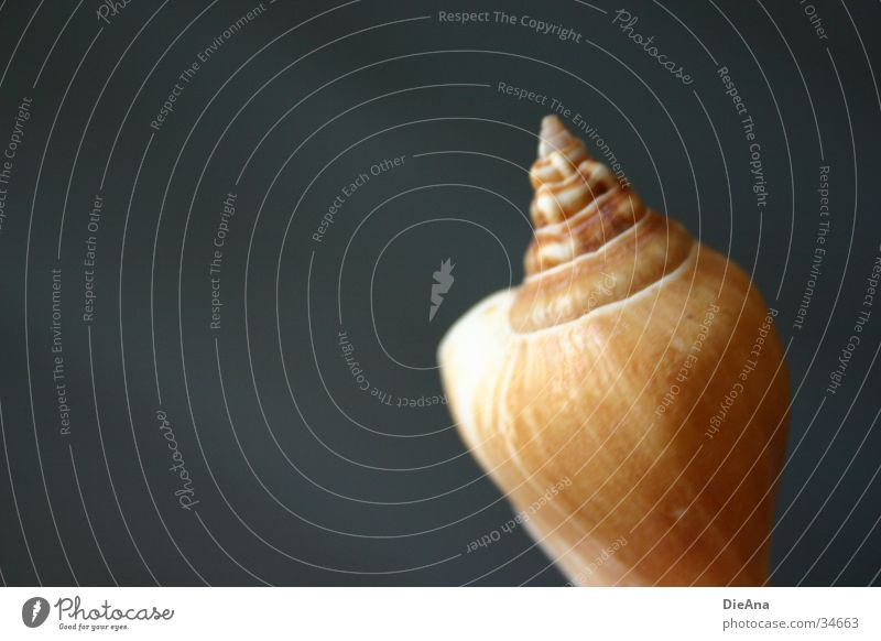 spire (2) Mussel Beige Brown White Decoration Style Background picture Gray Ocean Things Housing Smoothness Blue Sand Contrast seashell Partially visible