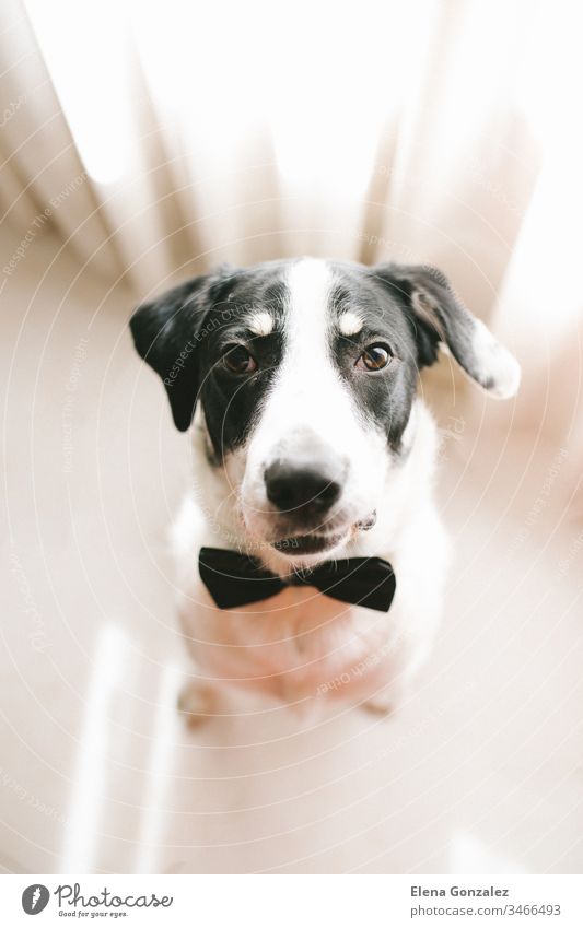 Top view of Labrador dog in a black bow tie looking at his owner. Best friend concept. puppy labrador doggy neck dating pets mammal elegant pedigree obedient