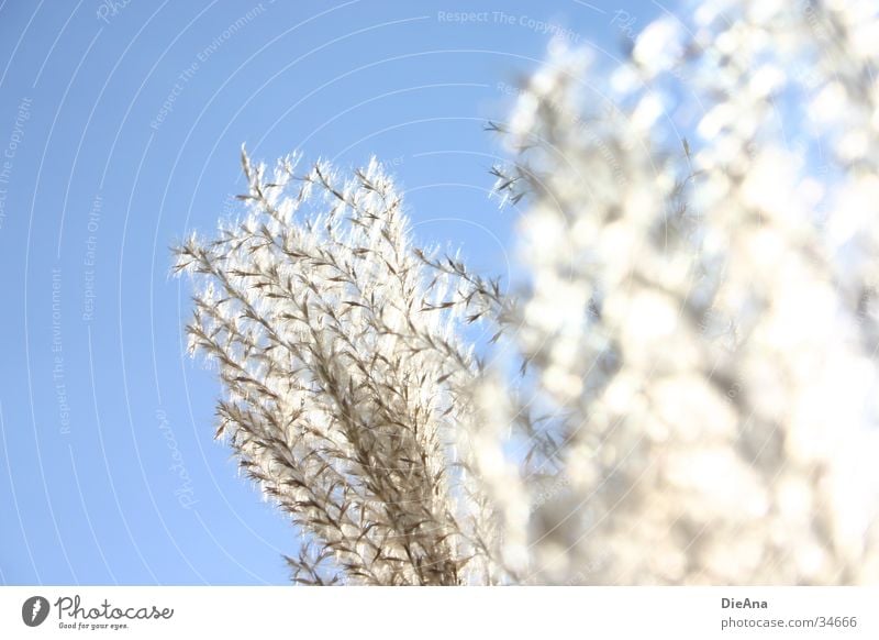 In the sun Grass Plant Aquatic plant Common Reed Soft Lighting Illuminate White Beige shore plant reed grass Bright Nature Sun Beautiful weather