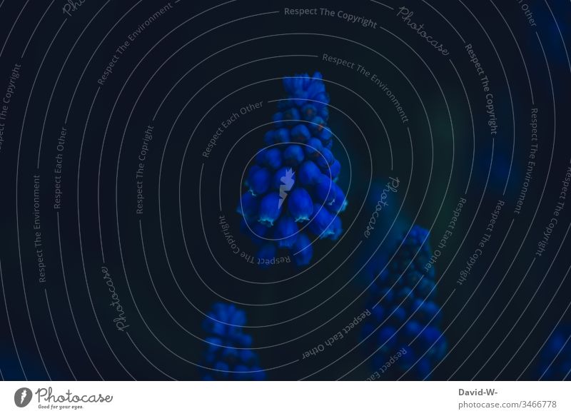 Grape hyacinth at night Muscari Night conceit Mystic arrogance Night shot somber flowers bleed Blue Black wax Illuminate beautifully stunning Enchanting magic