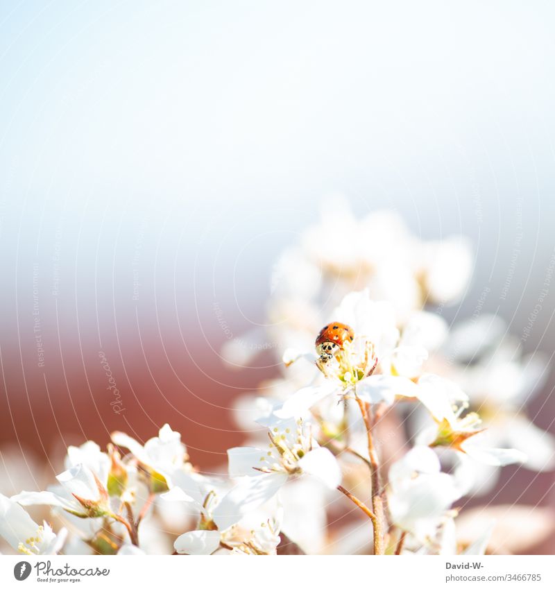 Ladybird sitting on flower in sunlight Blossom Flower Sunlight Beautiful weather Spring Garden Red Copy Space Copy Space top Nature Summer Exterior shot