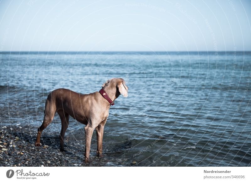 Longing for the sea.... Life Relaxation Calm Hunting Beach Ocean Beautiful weather Coast Baltic Sea Animal Pet Dog Water Observe Vacation & Travel Stand