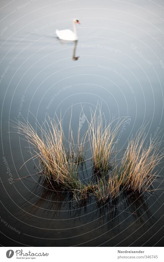 My dear swan.... Nature Landscape Plant Animal Water Lakeside Bog Marsh Pond Wild animal Swan 1 Swimming & Bathing Esthetic Blue Brown White Elegant Serene