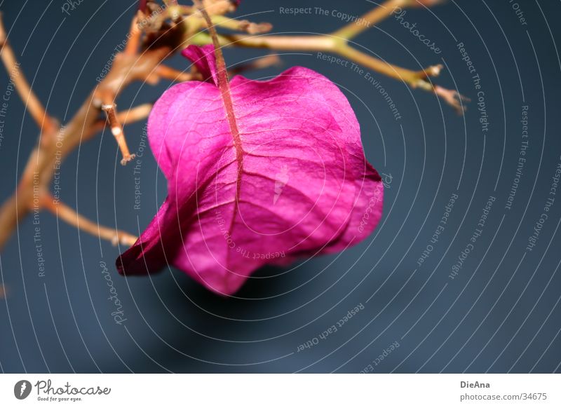 pink flower Flower Blue Pink Houseplant Twig Blue background heart-shaped shadow Colour photo Interior shot Deserted Blur