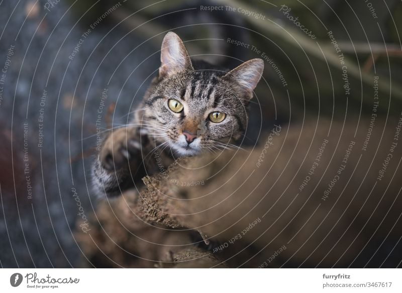 Cat climbs up tree tabby Claw Climbing Tree trunk animal behavior animal eye animal hair bokeh Curiosity Domestic cat feline Pelt Hunting look into the camera