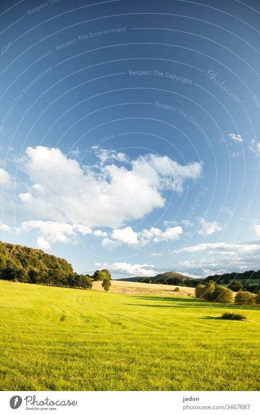 green hill, blue sky, trees too, magical. Meadow Field Tree Green Sky Grass Nature Landscape Blue Colour photo Deserted Exterior shot Day Plant Copy Space top