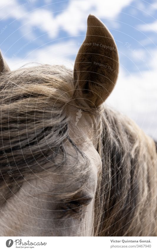 White horse closeup Horse agrarian agricultural animal backwoods bucolic cavalry colt countryside desert ears europe fair weather farmland fast freedom idyllic