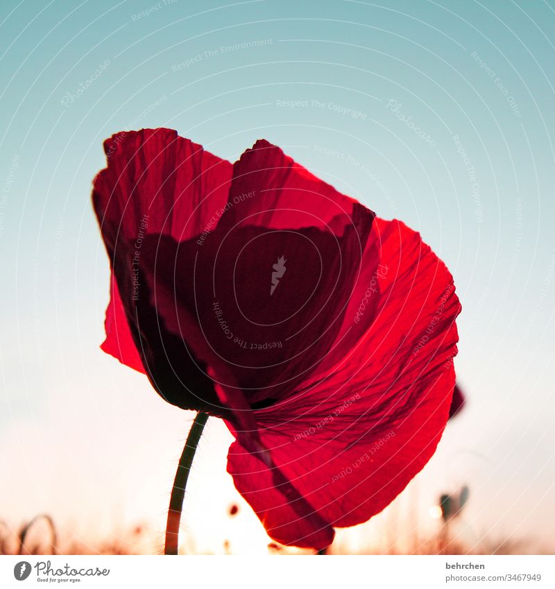 simply poppy Poppy Poppy blossom poppies Flower Blossom fragrant Fragrance Summer Spring Back-light Sunset Sunlight Field Meadow beautifully Nature Plant Red