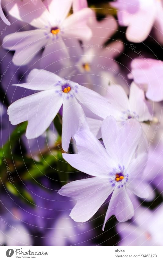 purple flowers Flowering plant Blossom Plant Exterior shot Colour photo Nature Blossom leave Macro (Extreme close-up) Deserted Bud Detail Close-up Blur Pistil