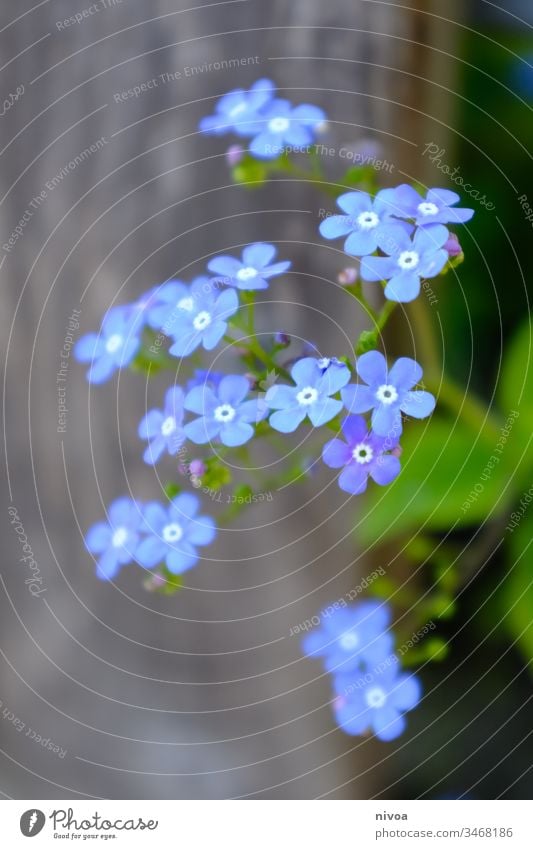 blue flowers Blue Violet Flower Blossom Plant Green Spring Macro (Extreme close-up) Summer Nature Day Exterior shot Detail Colour photo Close-up