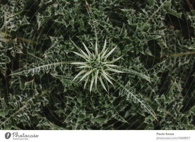 Notobasis Syriaca Cactus view from above Cactus flower Thistle Blossom Flower Nature Colour photo Close-up Plant Green Blossoming Pot plant Exterior shot