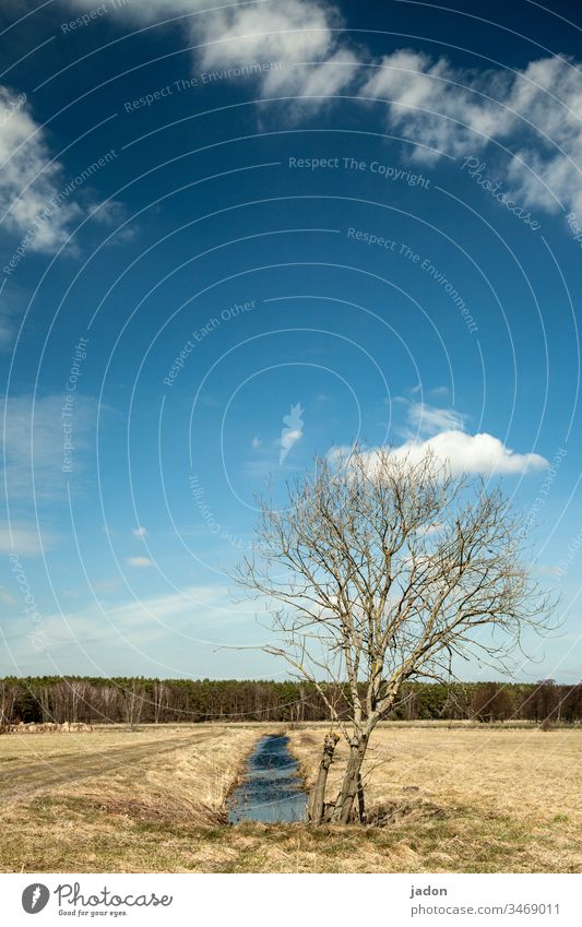 small tree, forest edge. small brook, cloud roof. blue sky, short grass. Sky blue Clouds Blue sky Copy Space Field Water ditch Edge of the forest