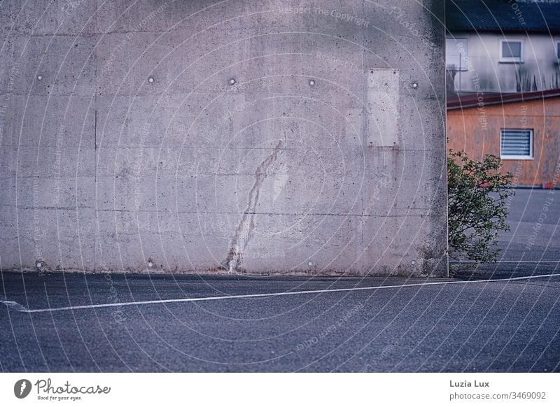 a brave tree, delicate green on concrete Concrete Town Building Wall (barrier) Wall (building) Courtyard Gloomy exposed concrete Green shrub Backyard Gray