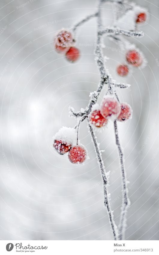 hoarfrost Fruit Winter Ice Frost Snow Cold Frozen Hoar frost Winter mood Rose hip Branch Red Colour photo Exterior shot Close-up Detail Deserted Copy Space left