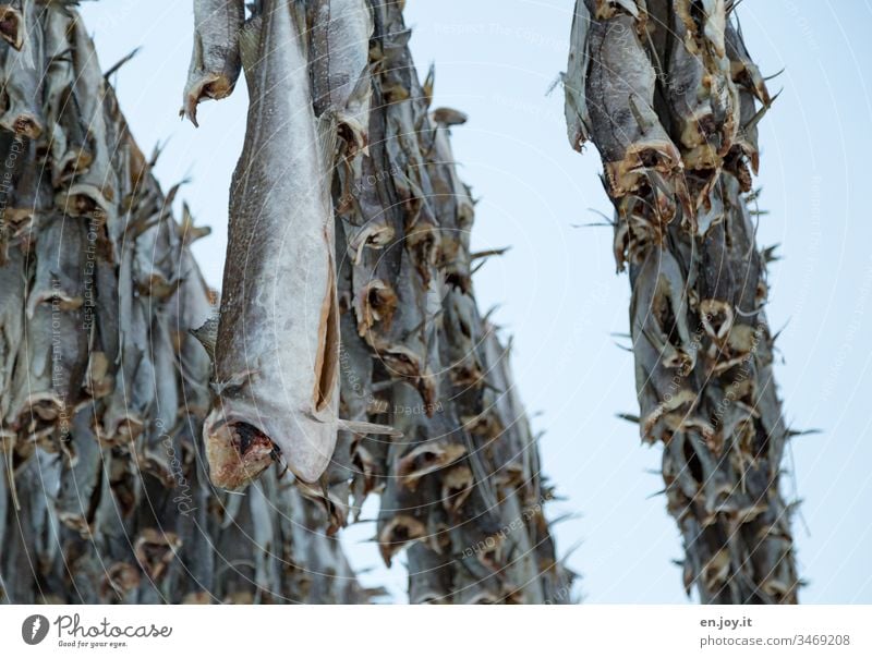 this place smells like | fish Fish Hang Dried cod Skrei Headless hang out stink Lofotes Norway Scandinavia Henningsvær Nachrung durable Dry air dry fishing