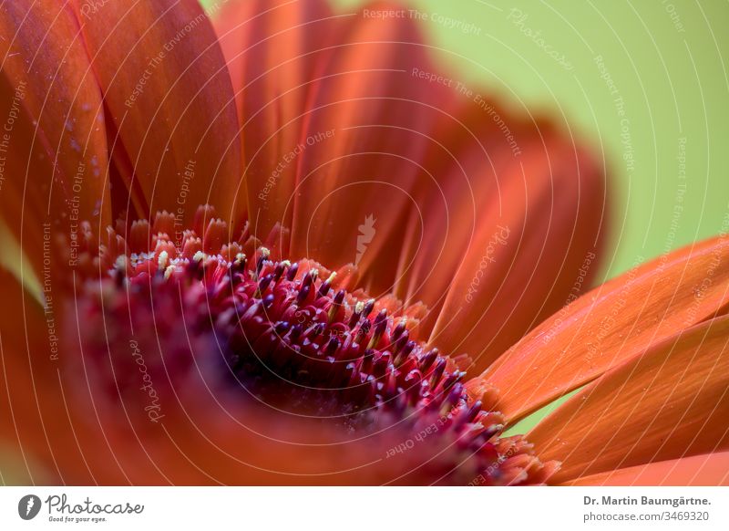 Interior part of a Gerbera capitulum Orange flower center blooming decorative cultivar variety blur blurred