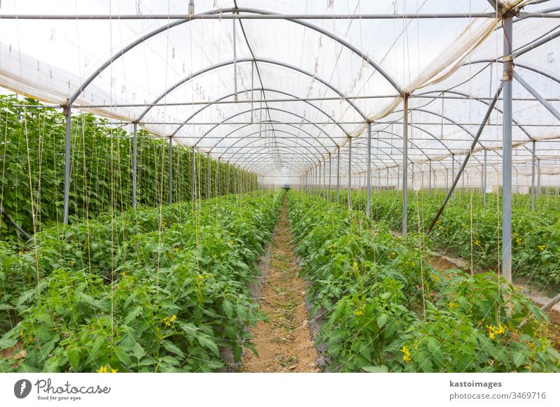 Bio tomatoes growing in the greenhouse. agriculture field plant farm growth food vegetable leaf crop garden healthy nature organic gardening industry farming