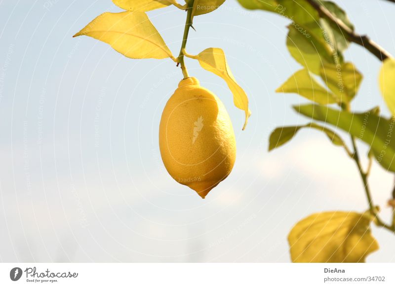 Citrus Limonum (2) Lemon Plant Citrus fruits Leaf Yellow Green Sky lemon plant lemon bush lemon tree Fruit Blue Beautiful weather leaves sunny