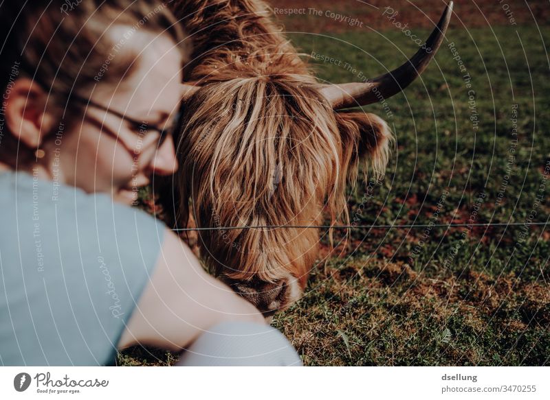 A young woman is happy because the Scottish highland cattle, or simply a cow, has eaten the food she gave her Hand Cute Beautiful Soft Pelt Caress Pedestrian