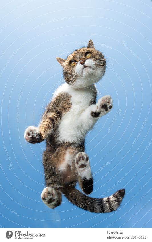 Cat on glass table Copy Space bottom view Sky Blue sunny Sunlight Summer Outdoors Paw Hairy Toe Beans pets Funny Curiosity One animal British Shorthair