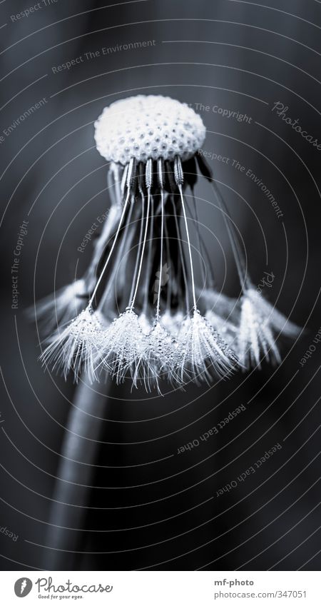 freshly showered Nature Plant Spring Rain Flower Dandelion Black White Black & white photo Exterior shot Macro (Extreme close-up) Deserted