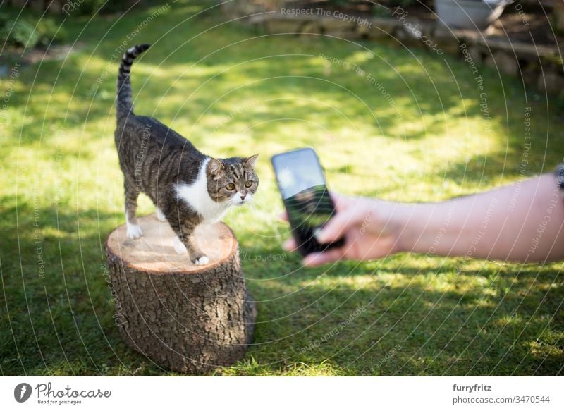 Cat is photographed in the garden with a smartphone for social media Take a photo social networks Garden Looking Cute Fluffy Pelt Kitten Longhaired cat pets