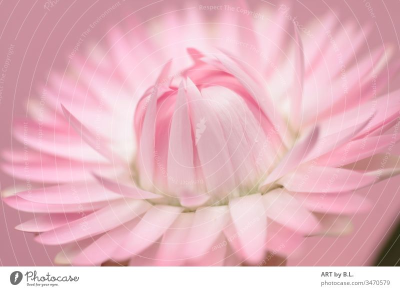 strawflower Flower Paper Daisy Pink Blossom Close-up petals leaves of a strawflower open flourished