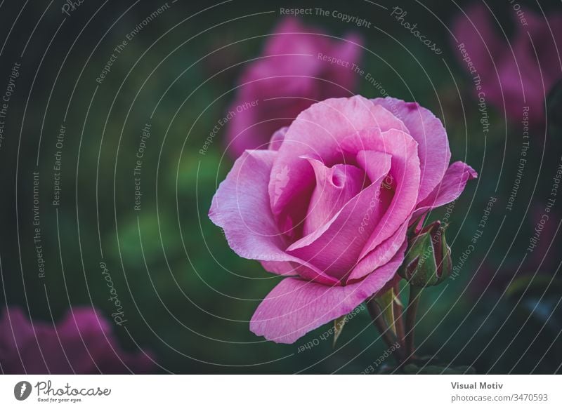 Detail of a cultivated pink rose in a garden flower bloom blossom botanic botanical botany flora floral petals bud organic natural nature park inflorescence