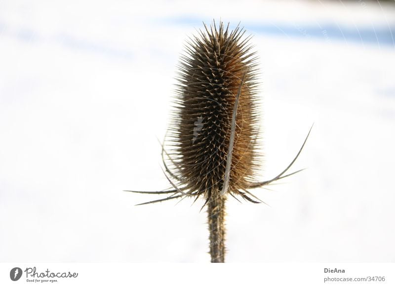 thistle Winter Snow Nature Plant Beautiful weather White Thistle Illuminate January Thorn prick barbed sunny Colour photo Exterior shot Deserted